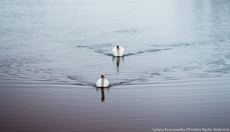 fot. Sylwia Krassowska